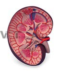 Basic Kidney Section Model, 3 times full-size